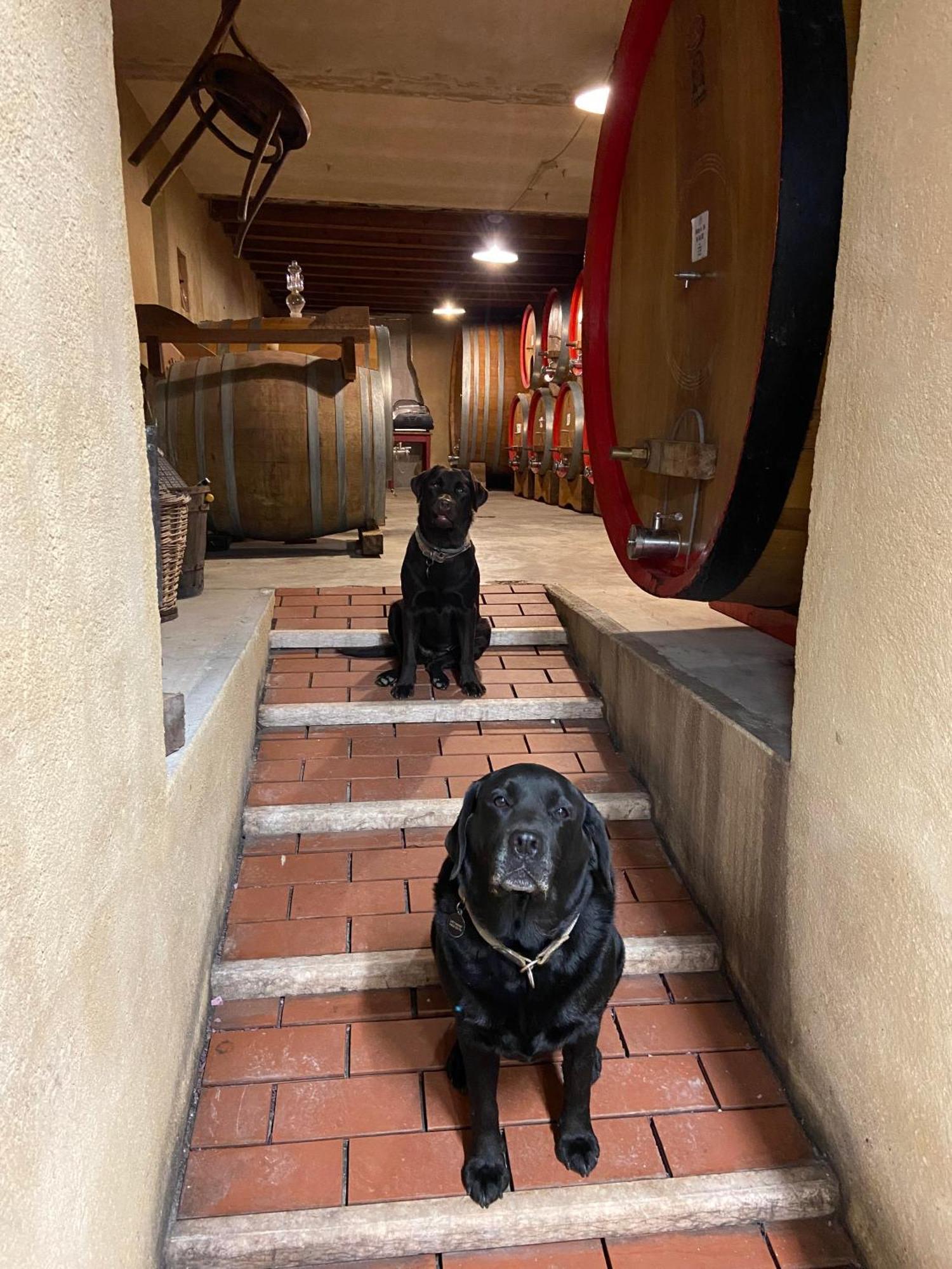 La Vineria Di San Mattia Alloggio per agriturismo *